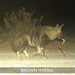 Brown Hyena