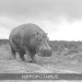 Hippo